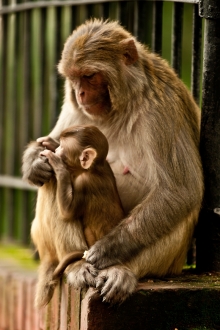 慈祥的猴母亲(尼泊尔)